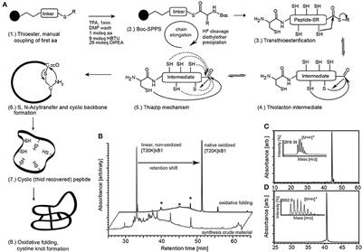 Chemical Proteomics for Target Discovery of Head-to-Tail Cyclized Mini-Proteins